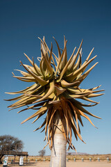 aloe tree by day