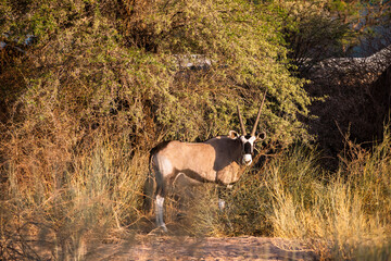 oryx antelope in bushes