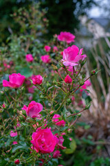 Pink rose blossoms in summer