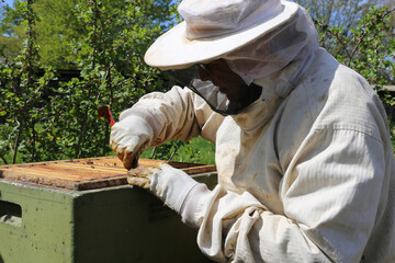 Beekeeper works on his beehive