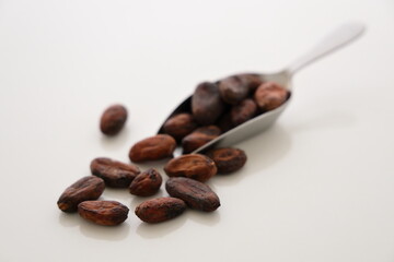 チョコレートの原料、ベトナムのカカオ豆