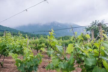 vineyard in mountains