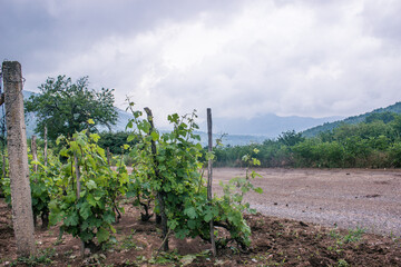 vineyard in mountains