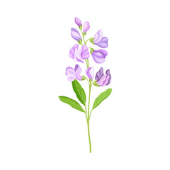 Purple Flower or Delicate Blossom on Leafy Stem Vector Illustration