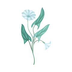Beautiful blue field bindweed flower, trendy color floral design element vector illustration