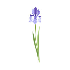 Blue Iris Flower or Delicate Blossom on Leafy Stem Vector Illustration