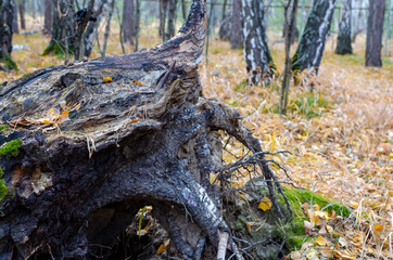 an old tree felled by a storm. autumn forest with a carpet of yellow leaves