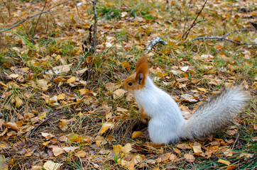 fluffy squirrel in a yellow autumn forest. warm autumn day