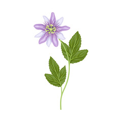Purple Flower or Delicate Blossom on Leafy Stem Vector Illustration