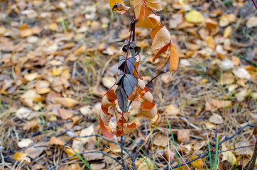 small tree with yellow leaves in the autumn forest