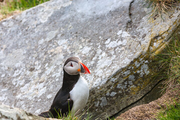 Atlantic puffin in a rocky terrain