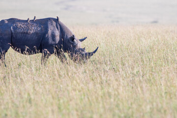 Black Rhino with Oxpecker on the back