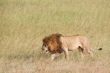 Old Male lion on the savannah in Africa