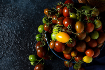 Fresh organic cherry tomatoes on a branch, colorful seasonal tomatoes in a bowl on a dark background, selective focus