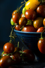 Fresh organic cherry tomatoes on a branch, colorful seasonal tomatoes in a bowl on a dark background