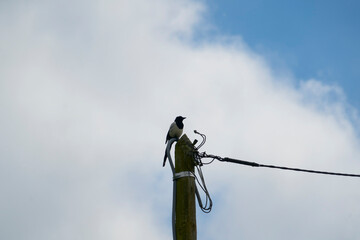 Pie perchée sur un poteau téléphonique .