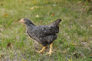 Beautiful chicken on green grass in farmyard. Domestic animal