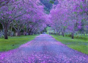 Jacaranda Tree