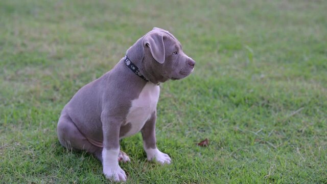 American Bully Dog Images – Browse 9,122 Stock Photos, Vectors, and Video | Adobe Stock American Bully Dog Images – Browse 9,122 Stock Photos, Vectors, And Video | Adobe Stock