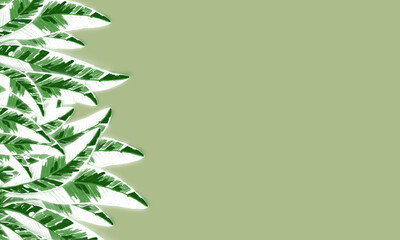 tropical banana leaves green nd white color  spring nature  background with emnpty space