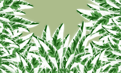 tropical banana leaves green nd white color  spring nature  background with emnpty space