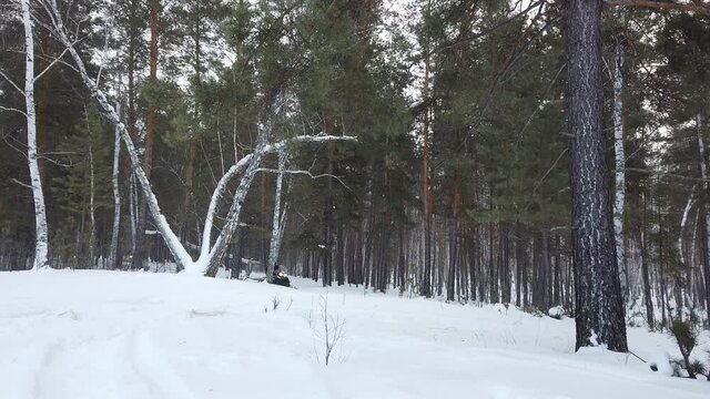 Long shot of two approaching snowbikes in siberian winter forest with cloudy weather