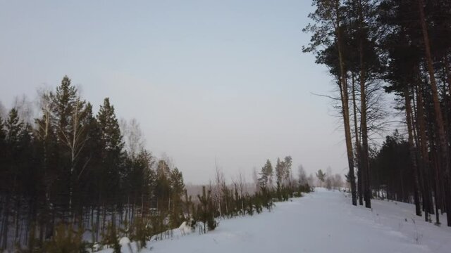 Long shot pan from siberian forest in cloudy weather to stucked snowbike and a rider