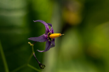 Solanum dulcamara flower in field, close up