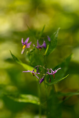 Solanum dulcamara flower growing in field, macro
