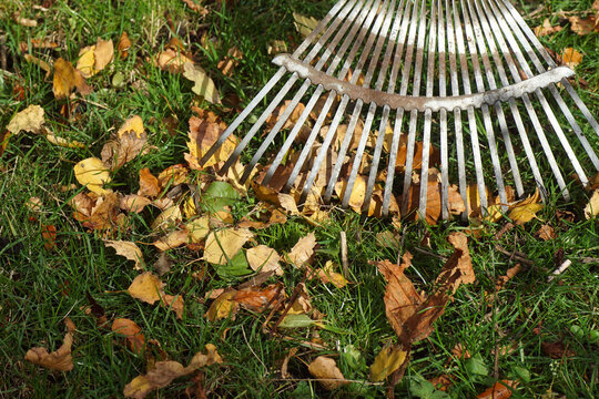 Raking autumn leaves with a metal leaf rake on the lawn. Dutch garden, Autumn, November, Netherlands 