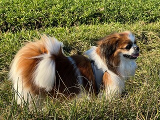 Die kleine Tibet Spaniel Dame steht an einem Feld mitten im Gr&uuml;nen und freut sich.
Hund, Tibetan Spaniel, Pekinese, Haustier, Shi Tzu