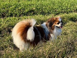 Die kleine Tibet Spaniel Dame steht an einem Feld mitten im Grünen und freut sich.
Hund, Tibetan...
