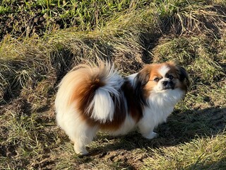 Kleine Tibet Spaniel Dame Abby sieht nach oben in die Kamera.
Hund, Tibetan Spaniel, Pekinese, Haustier, Shi Tzu