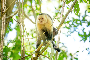 Monkey sitting on the tree