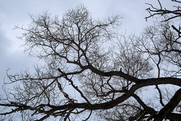 Bare Tree Branches on cloudy sky background. Terrible and gloomy place. Late autumn park. Winter season in the forest. Curved natural lines. Mysticism concept. Halloween. Dramatic scene. Wallpaper