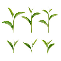 Green tea leaves isolated on white background