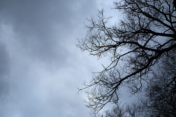 Bare Tree Branches on cloudy sky background. Terrible and gloomy place. Late autumn park. Winter season in the forest. Curved natural lines. Mysticism concept. Halloween. Dramatic scene. Wallpaper