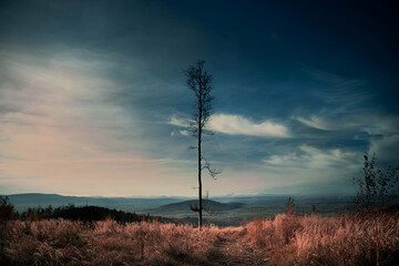 samotne drzew na wzgórzu góry Radunia