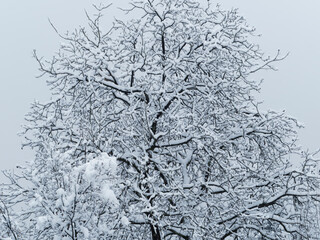 Juglans regia ou vieux noyer commun, écorce gris clair et fissurée aux branches dénudées et recouvertes de neige en hiver