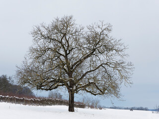 Juglans regia | Majestueux vieux noyer commun en hiver, branches nues dans un verger enneigé du Markgräflerland en Allemagne du sud