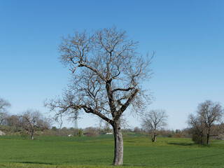 (Juglans regia) Noyer commun dans un verger en hiver aux branches nues, lisse et blanchâtre sous un ciel bleu