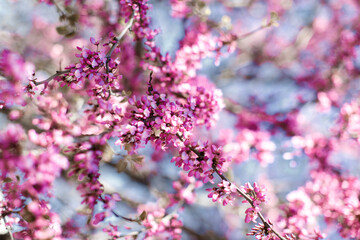 Pink flowers on a tree branch