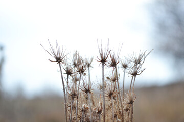 
autumn withered flower in the shape of umbrellas close up