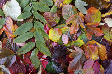 Different autumn leaves background