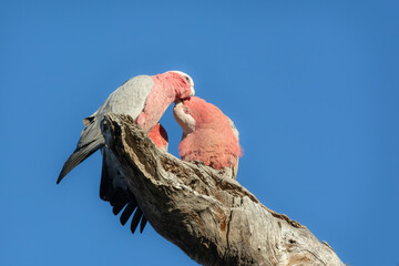 Galaha pair kissing, wild native birds isolated against the blue sky. Perched and preening male and...