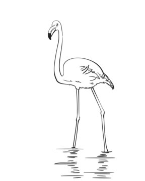 recommend clip art: flamingo