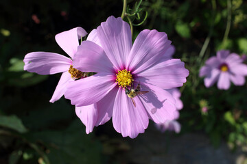 Cosmos flowers and bee