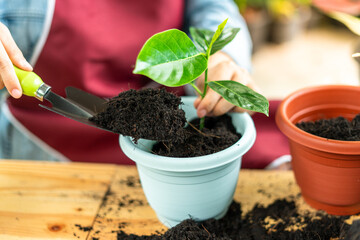 Housewives are planting plants in pots as a hobby. planting trees in the interior of the house
