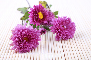 Chrysanthemum on bamboo background