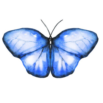 Watercolor blue butterfly isolated on white background. Morpho lepidatera clip art illustration hand drawn in aquarelle ink.